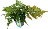 Plant in a Box - Dryopteris Erythrosora - Rode sluiervaren - Varen - Pot ⌀17cm - Hoogte ↕ 40-50cm
