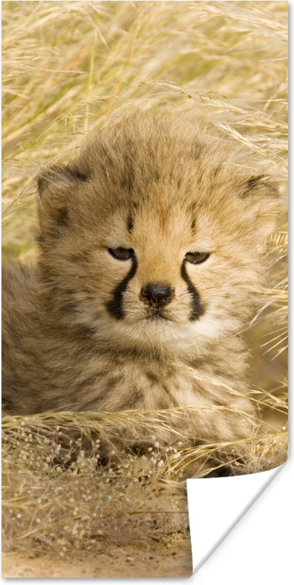 Affiche Guépard - Jeune - Herbe - 60x120 cm
