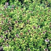 6 x Thymus Citriodorus - Citroentijm pot 9x9cm - Paars