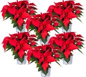 6x Poinsettia - Kerstster - Kamerplant - Rood - ⌀10,5 cm - ↕ 20-30 cm