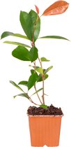 Photinia Fraseri 'Red Robin' - Glansmispel - Buitenplant - Winterhard - ⌀9 cm - ↕25-35 cm