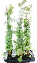 Eucalyptus Cinerea Silver Dollar - potmaat Ø17cm - 20-30 cm hoog - 2 stuks