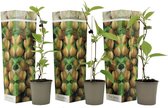 Plant in a Box - Kiwi Actinidia 'Jenny' - Set van 3 - Kiwiplanten - Pot 9cm - Hoogte 20-40cm