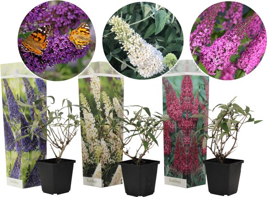 Plant in a Box - Buddleja Davidii Mix - Set van 3 verschillende Vlinderstruiken - Pot ⌀9cm - Hoogte ↕ 15-30cm