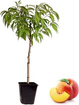 Plant in a Box - Prunus Persica Bonanza - Dwerg Perzikboom - Pot ⌀14 cm - Hoogte ↕ 60 - 70cm