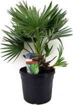 Plant in a Box - Chamaerops 'Vulcano' - Winterhard - Dwergpalm - Tuinplant - Pot ⌀19 cm - Hoogte ↕ 35-45cm