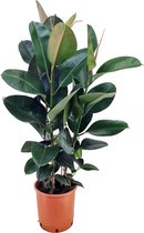 Plant in a Box - Ficus Elastica Robusta - rubberboom kamerplant groot - luchtverfrisser - Pot 24cm - Hoogte 80-100cm
