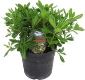Plant in a Box - Pittosporum tobira nanum - Exotische bloeiende laurierstruik - Pot 19cm - Hoogte 30-40cm
