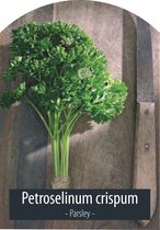 Peterselie Zaden - Kruidenzaden - Petroselinum Crispum - Inclusief Handleiding