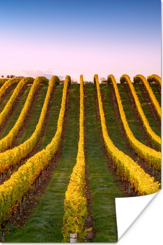 Poster Rijen wijnstokken in een wijngaard in Nieuw Zeeland. - 120x180 cm XXL