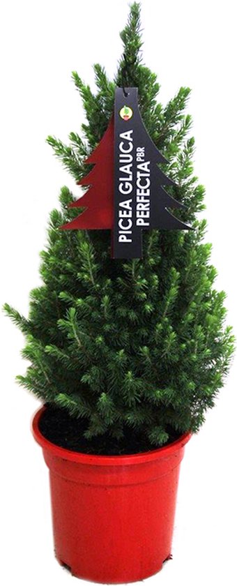 Mini sapin de Noël Picea glauca 'Perfecta' - environ 75 cm de haut - taille du pot Ø21 cm