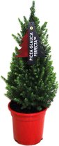Picea glauca 'Conica Perfecta' - dwergspar - conifeer - kerstboom - ca. 70 cm hoog - potmaat (rood) Ø19cm