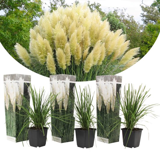 Plant in a Box - Cortaderia selloana - Set van 3 - Witte Pampas siergrassen - Pot 9cm - Hoogte 25-40cm