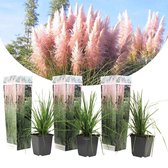 Plant in a Box - Set van 3 roze Pampas grassen  - Cortaderia Selloana gras - Pot ⌀9cm - Hoogte ↕ 20-30cm