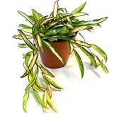 Hoya Wayetti [Urban Jungle - Kamerplant - Hangplant - Bijzondere planten - Botanisch - Slow Living]