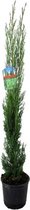 Plant in a Box - Cupressus sempervirens - Toscaanse Cipres - Zuilvormige conifeer - Pot 19cm - Hoogte 70-80cm