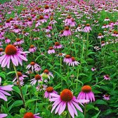 Echinacea purpurea - Rode zonnehoed - Planthoogte: 15 cm - Pot 11 cm (1 liter)