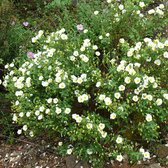 Cistus salviifolius - Rotsroos - Planthoogte: 10 cm - Pot 1 liter