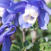 Aquilegia 'Mrs M. Nicholls' - Akelei - Planthoogte: 12 cm - Pot 11 cm (1 liter)