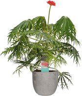 Jatropha Multifida in Mica sierpot Jimmy (lichtgrijs) ↨ 35cm - planten - binnenplanten - buitenplanten - tuinplanten - potplanten - hangplanten - plantenbak - bomen - plantenspuit