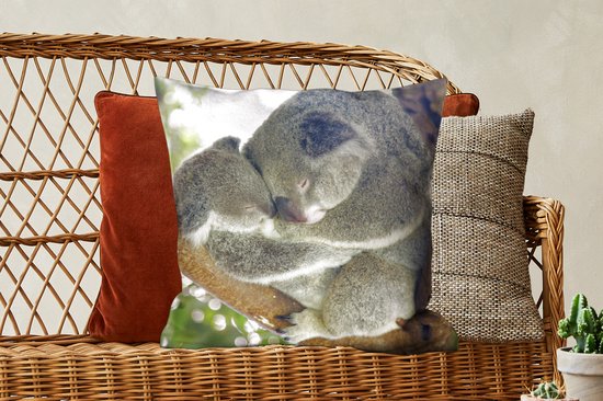 Koalas - Câlin - Animaux