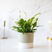Frisse wind | Spathiphyllum| Inclusief keramiek pot| Kamerplant | Bloompost