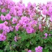 Geranium cantabrigiense 'Karmina' - Ooievaarsbek - Planthoogte: 5 cm - Pot 11 cm (1 liter)