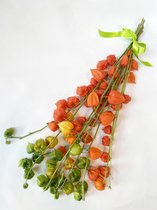 Vers Gedroogde* Physalis Oogst van 2021 Herfst Decoratie Droogbloemen
