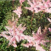 6x Astilbe (S) 'Hennie Graafland' - Astilbe - Pot 9x9 cm