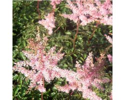 6x Astilbe (S) 'Hennie Graafland' - Astilbe - Pot 9x9 cm