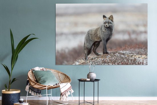 Renard gris dans un paysage enneigé 180x120 cm - Tirage photo sur toile (Décoration murale salon / chambre) / Animaux sauvages Peintures sur toile XXL / Groot format!