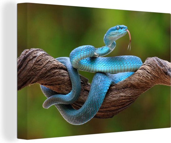 Canvas Schilderij Felblauwe slang in boom - 120x80 cm - Wanddecoratie