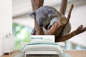Behang - Fotobehang Koala - Tak - Grijs - Breedte 450 cm x hoogte 300 cm