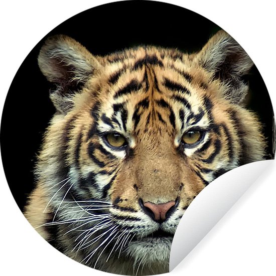 WallCircle - Muurstickers - Behangcirkel - Portret Sumatraanse tijgerwelp tegen een donkere achtergrond - 100x100 cm - Muurcirkel - Zelfklevend - Ronde Behangsticker XXL
