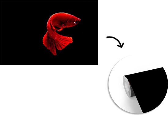 Papier peint photo peint photo vinyle - Poisson combattant siamois rouge sur fond noir largeur 600 cm x hauteur 400 cm - Tirage photo sur papier peint (disponible en 7 tailles)