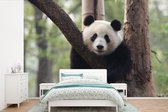 Behang - Fotobehang Panda - Boom - Bos - Breedte 525 cm x hoogte 350 cm
