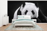 Behang - Fotobehang Panda - Zwart - Wit - Breedte 465 cm x hoogte 260 cm