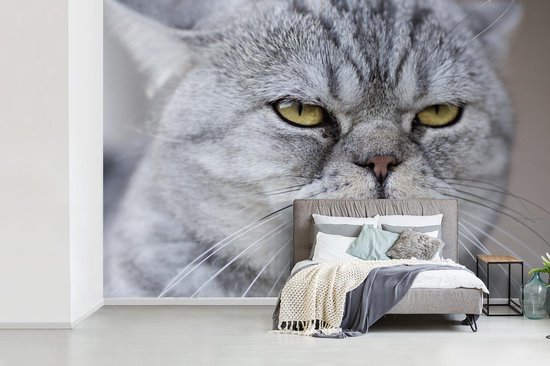 Papier Peint - Papier Papier peint photo Animaux - Chat - Grijs - Largeur 330 cm x Hauteur 220 cm