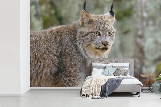Papier peint - Papier Papier peint photo Lynx - Forêt - Grijs - Largeur 330 cm x Hauteur 220 cm