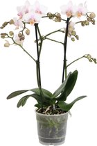 Amaglad Soft – ↨ 45cm – ⌀ 12cm