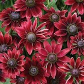 Rudbeckia Hirta Cherry Brandy