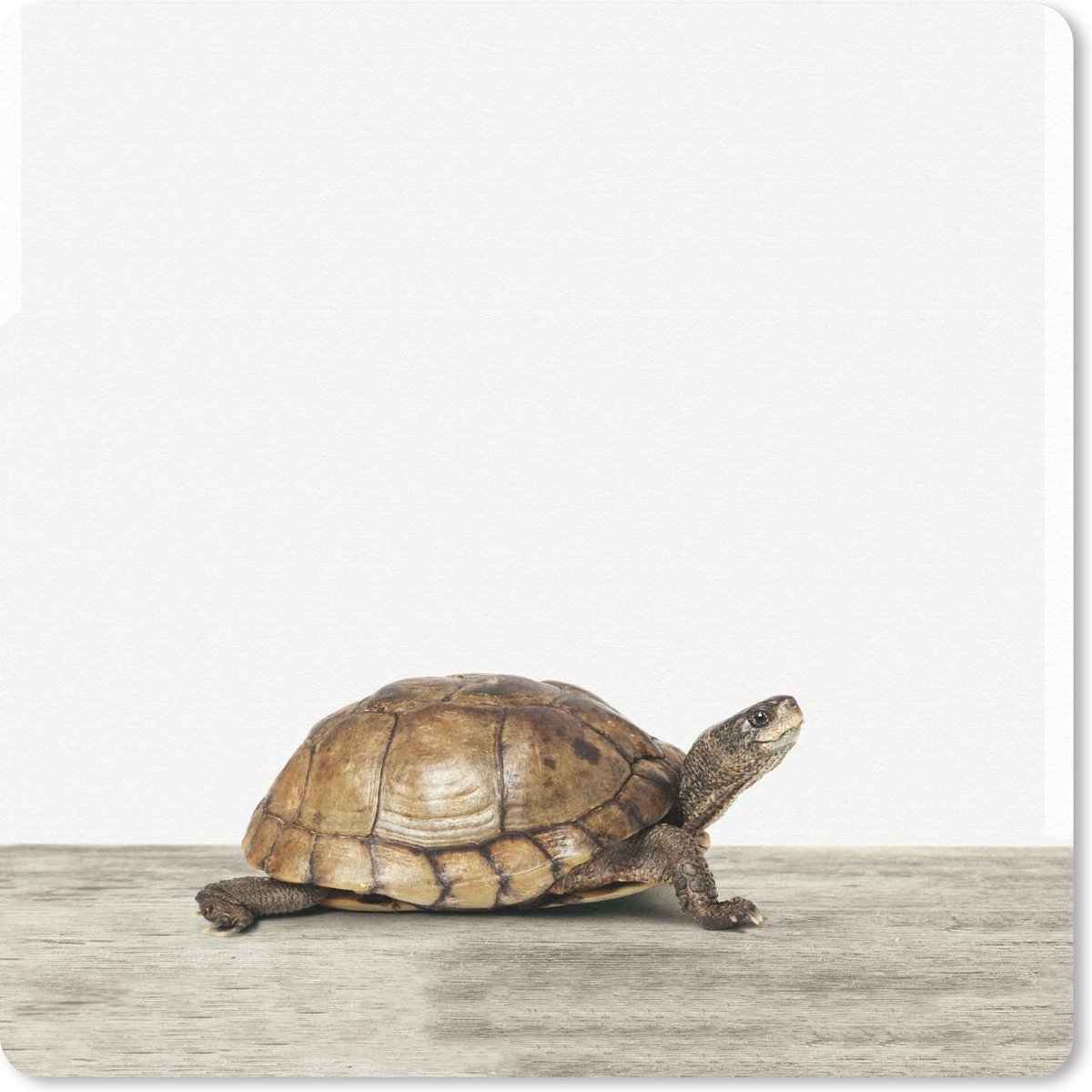 Muismat 30x30 cm - Mousepad Dieren - Schildpad - Wit - Muismatten