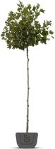 Bolplataan | Platanus acerifolia Alphens Globe | Stamomtrek: 6-8 cm | Stamhoogte: 150 cm