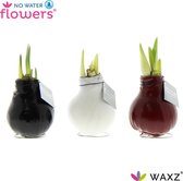No Water Flowers® Waxz® Colours Mix