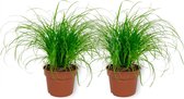 WL Plants - 2x Cyperus Zumula - Kattengras - Diervriendelijke Planten - Kamerplanten - ± 25cm hoog - 12cm diameter - in Kweekpot