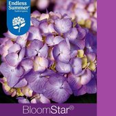 1x Hydrangea macrophylla 'Endless Summer Bloomstar Blue'® - Hortensia - Planthoogte 25-30 cm in pot