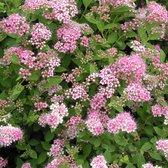 Spiraea japonica 'Little Princess' - Spierstruik - Pot Ø 14 cm (1,5 liter)