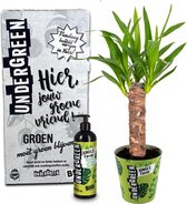 UNDERGREEN Yucca Palmlelie met Plantenvoeding - Plant Cadeau