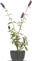 Vlinderstruik | Buddleja davidii 'Empire Blue' | Potmaat : 2 liter 30-60 cm