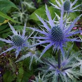 Eryngium zabelii 'Big Blue' - Kruisdistel - Pot Ø 17 cm (2 liter)